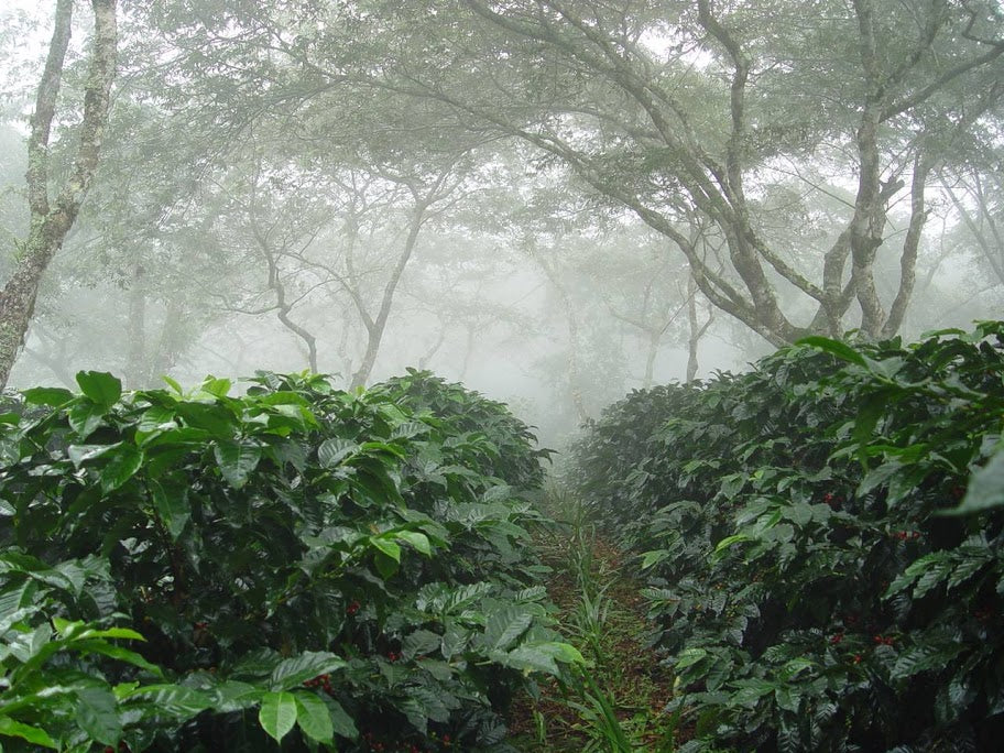 Decaf Organic Mexico Mountain Water Process